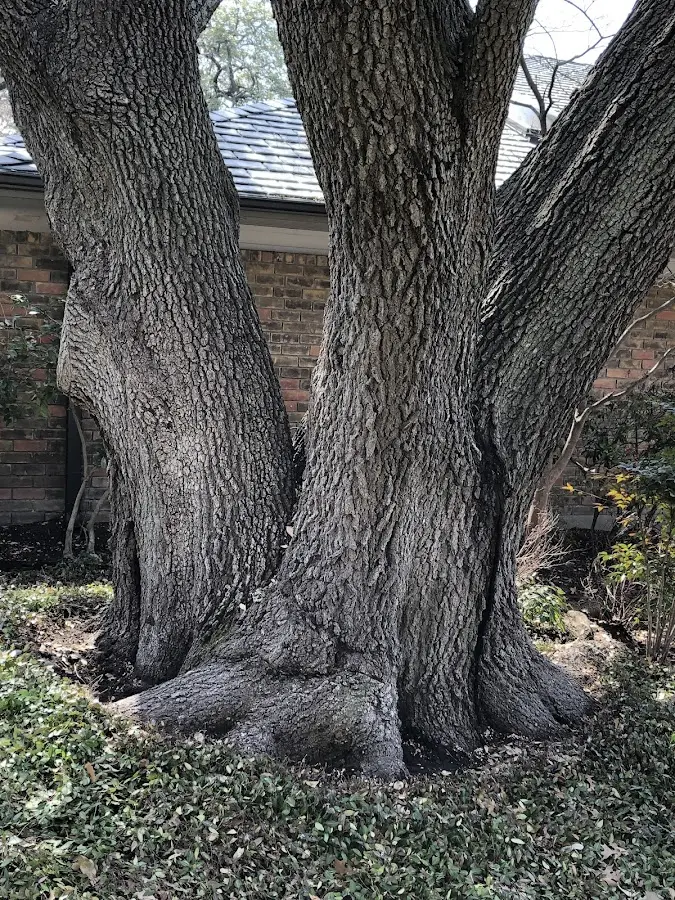 Mature heritage tree close to a Boalsburg property cared for by certified arborists